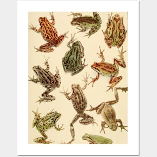 Vintage Frogs Posters and Art